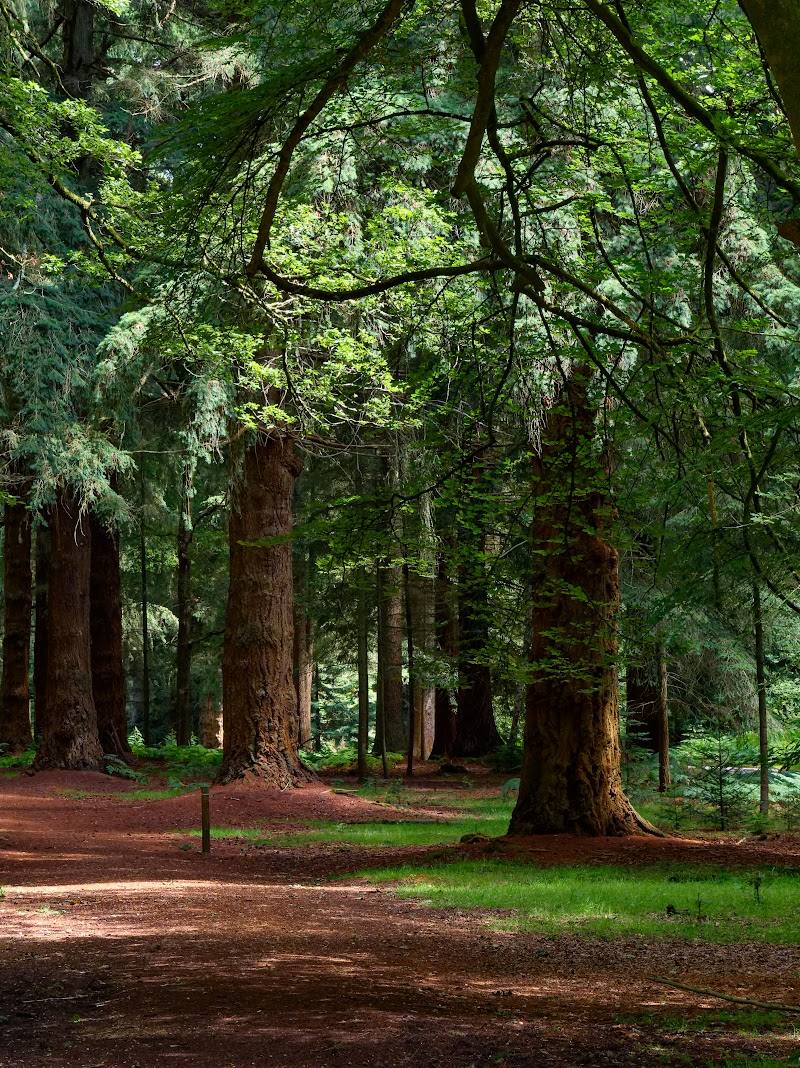 Rhinefield Ornamental Drive — Place photograph