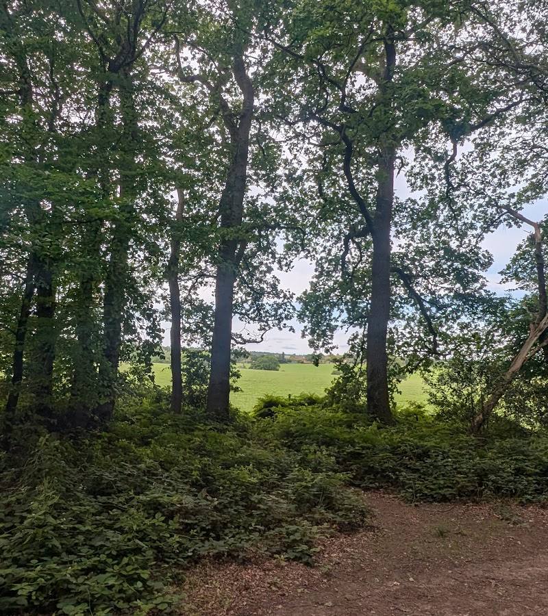 Ridlands Grove Ancient Woodland — Source image
