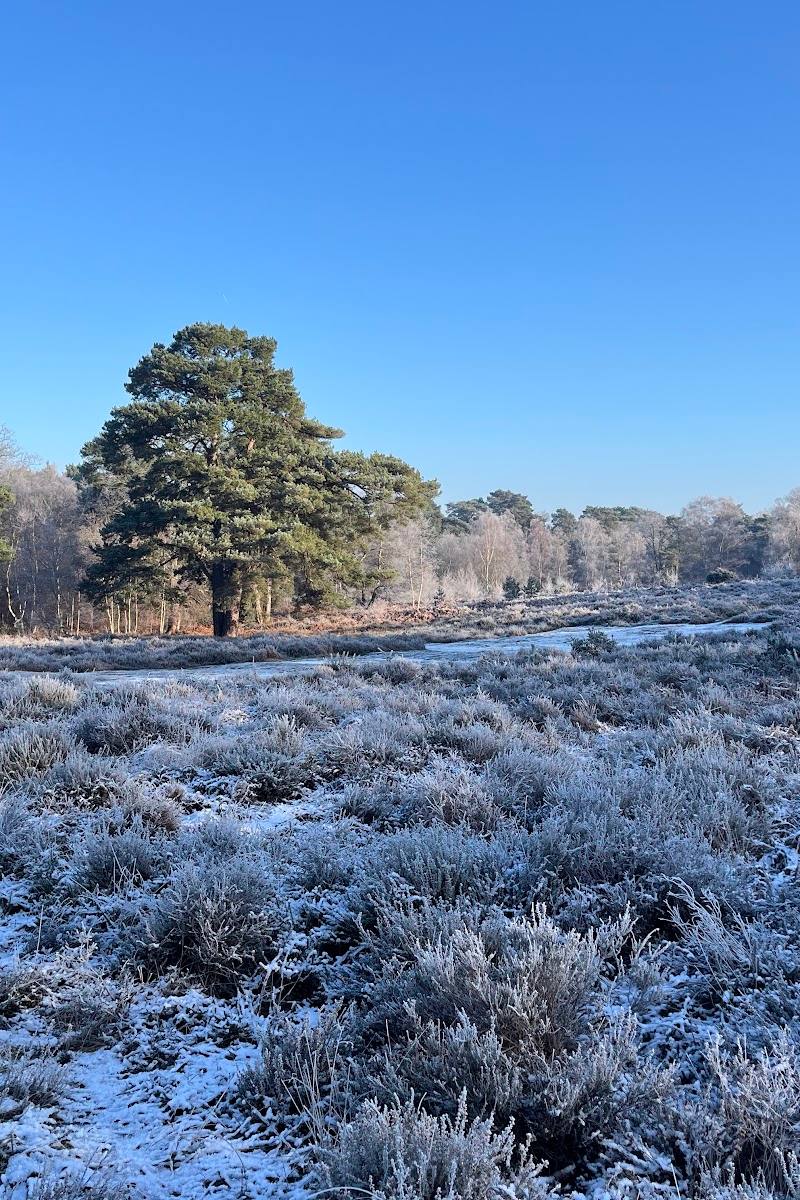 Rodborough Common, Surrey