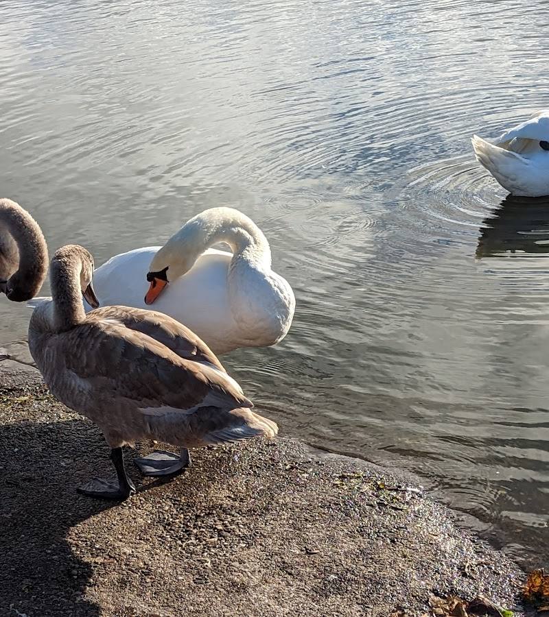 Rosyth Wildlife Pond — Place photograph (2 of 3)