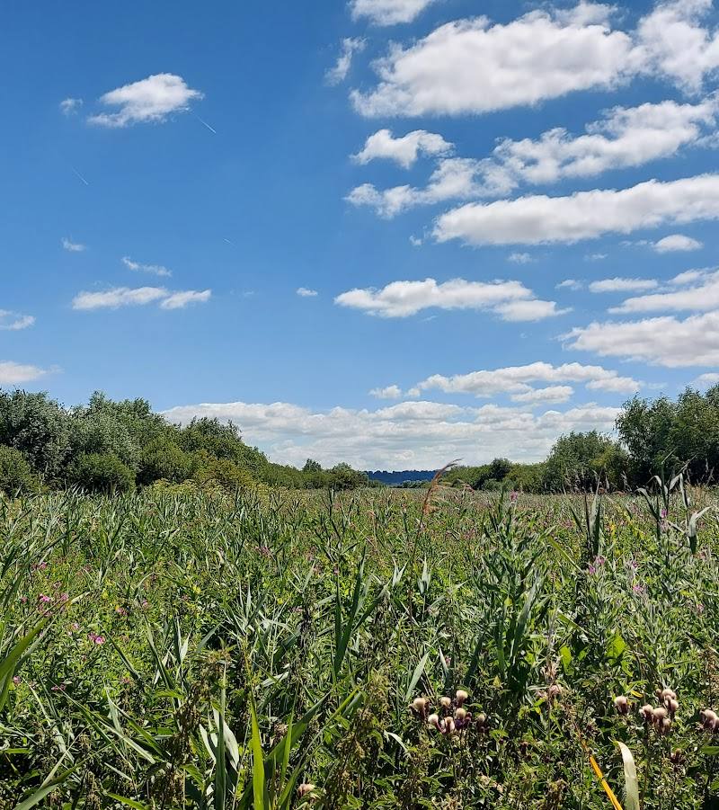 RSPB Blacktoft Sands