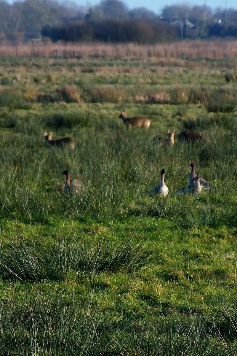 RSPB Buckenham and Cantley Marshes — Place photograph (3 of 3)