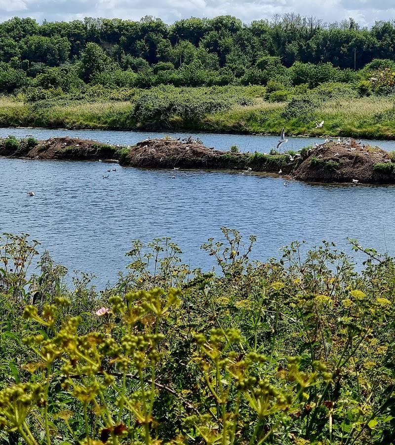 RSPB Cliffe Pools — Source image