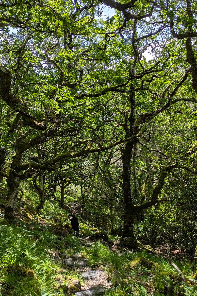 RSPB Glenborrodale — Place photograph