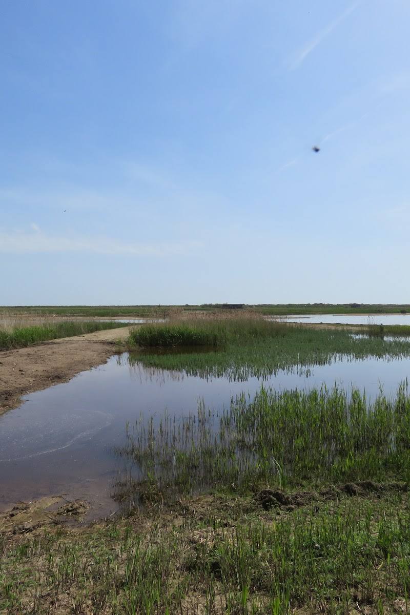 RSPB Minsmere — Place photograph