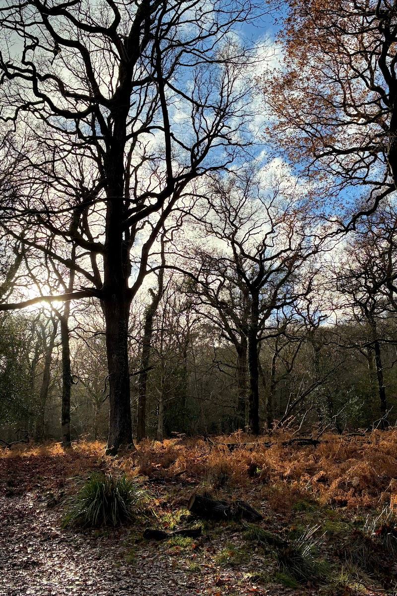 RSPB Nagshead — Place photograph