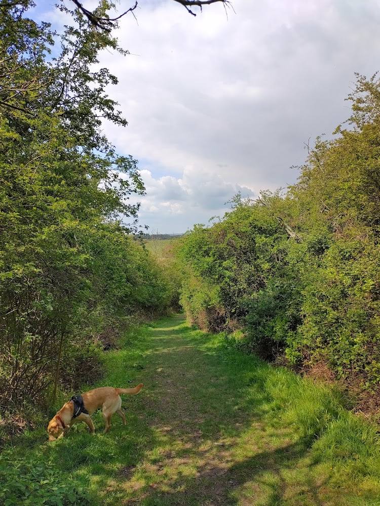 RSPB Northward Hill — Source image