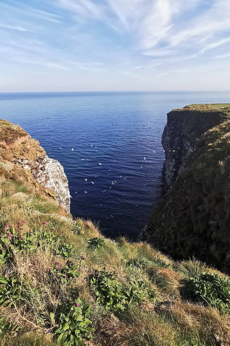RSPB Scotland Fowlsheugh — Place photograph