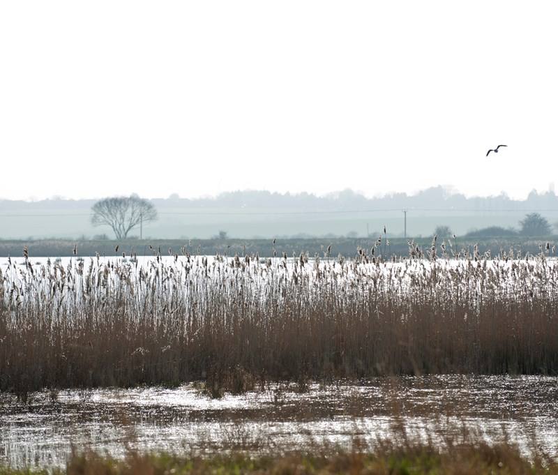RSPB Vange Marsh — Source image