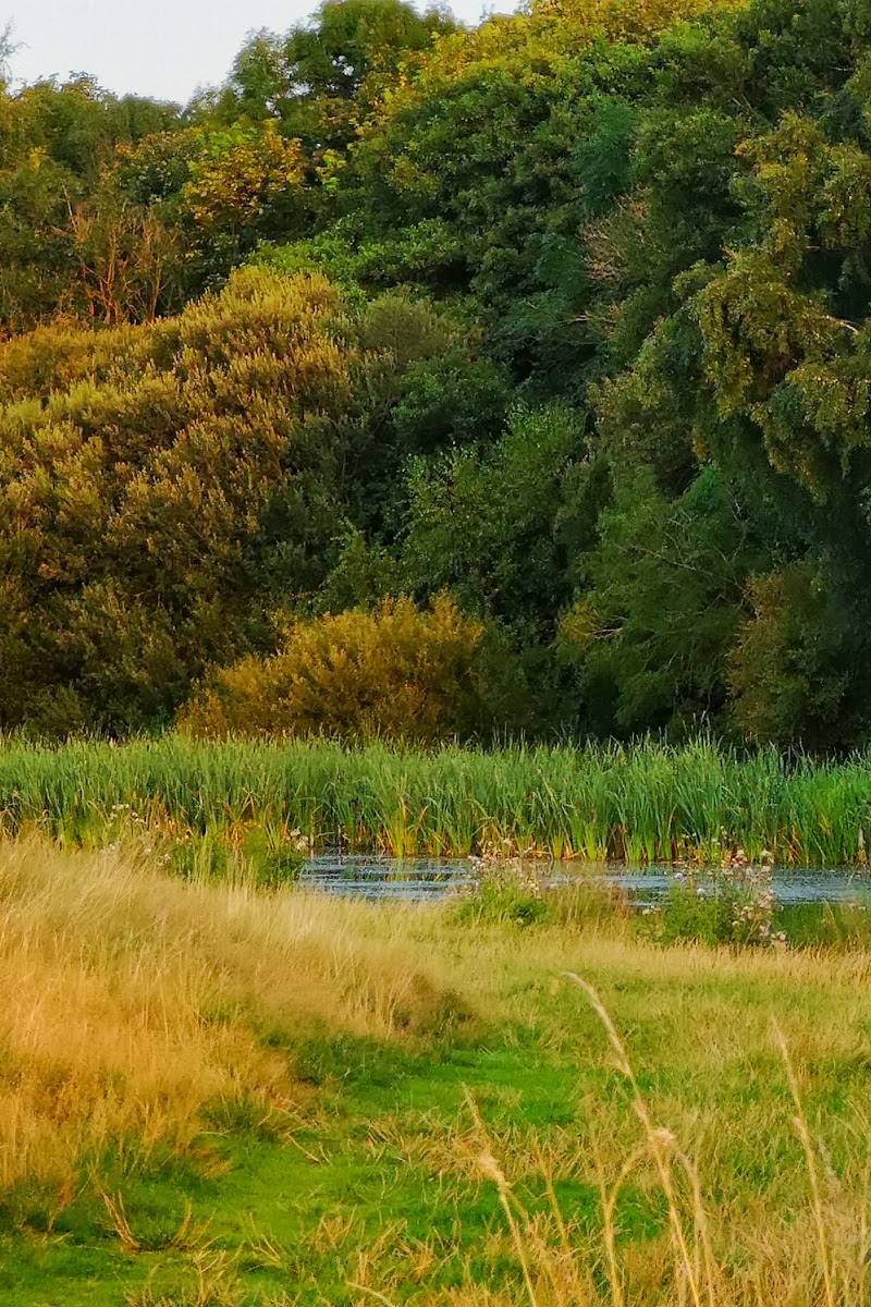 Ryton Willows — Place photograph