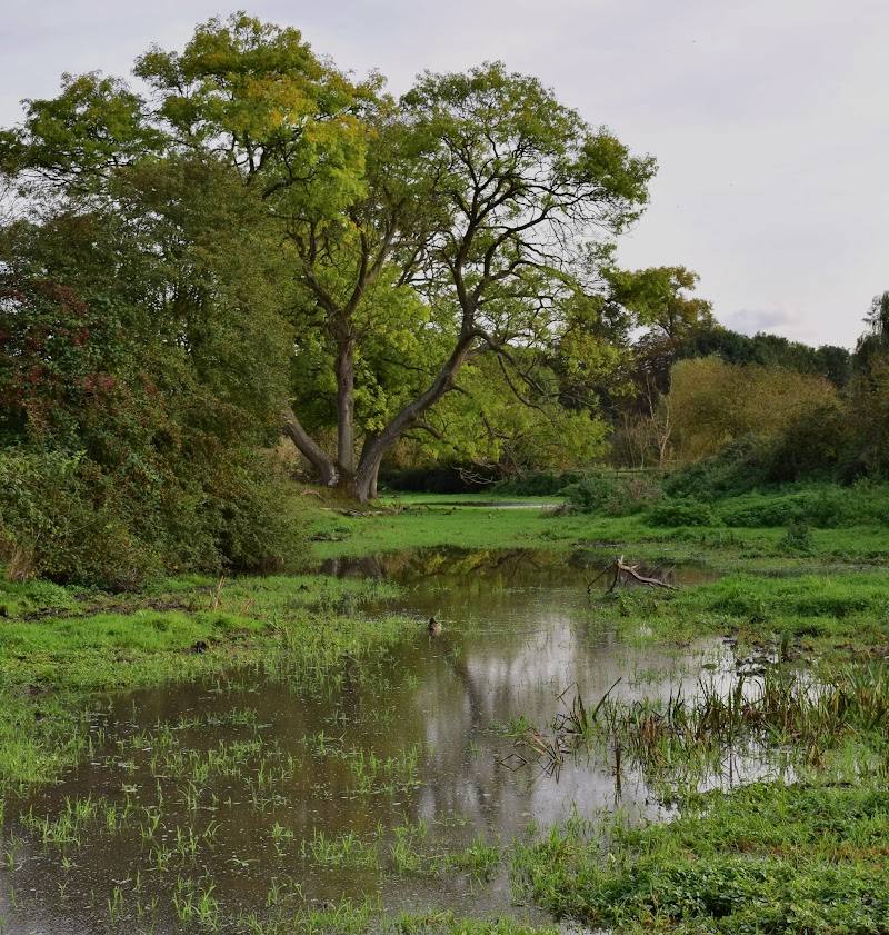 Sarratt Bottom nature reserve — Source image