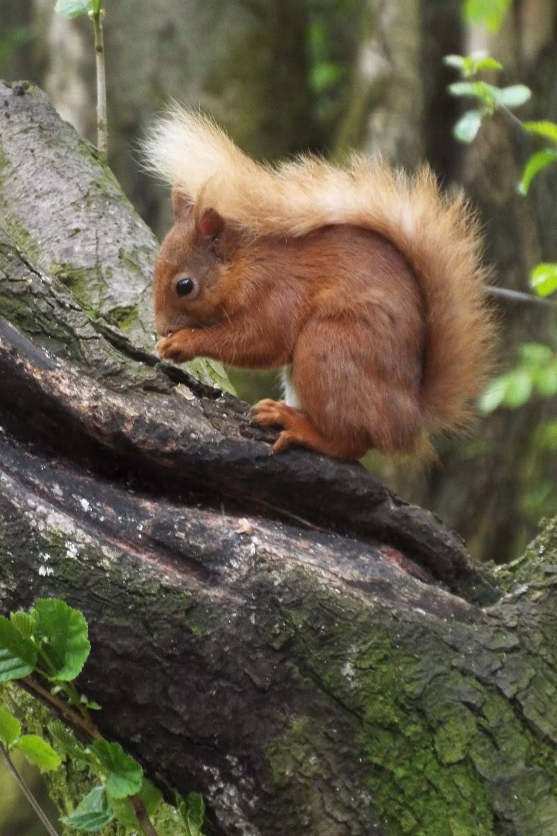 Scottish Wildlife Trust - Loch of the Lowes Visitor Centre & Wildlife Reserve