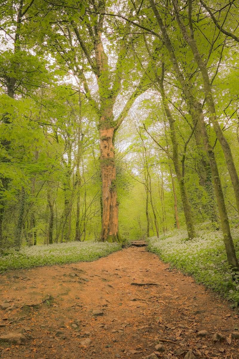 Serpentine Woods — Place photograph