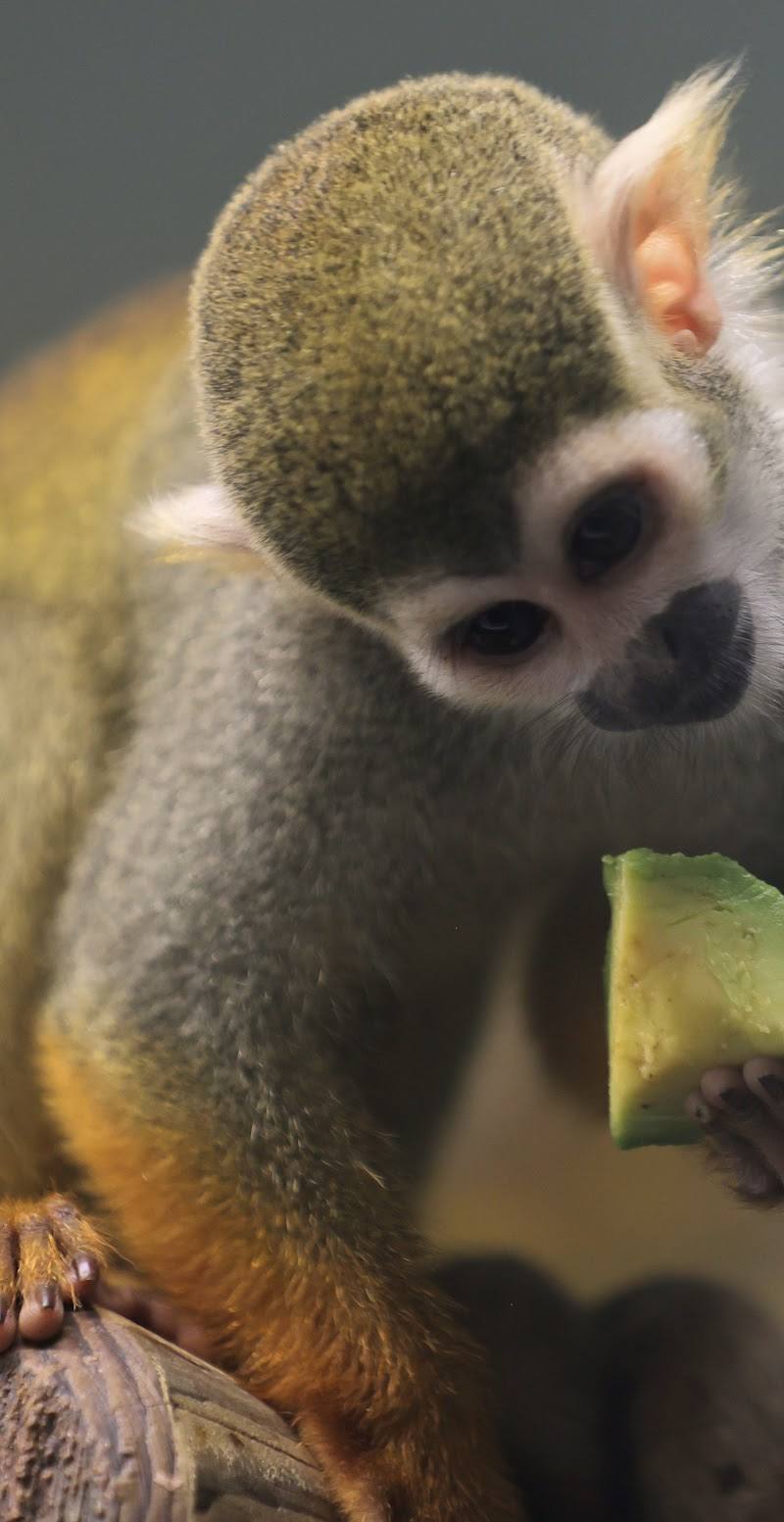Shaldon Zoo & Wildlife Trust