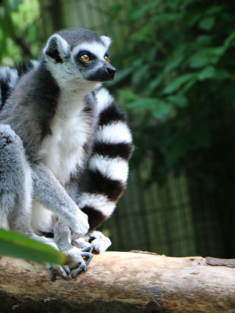 Shaldon Zoo & Wildlife Trust — Place photograph