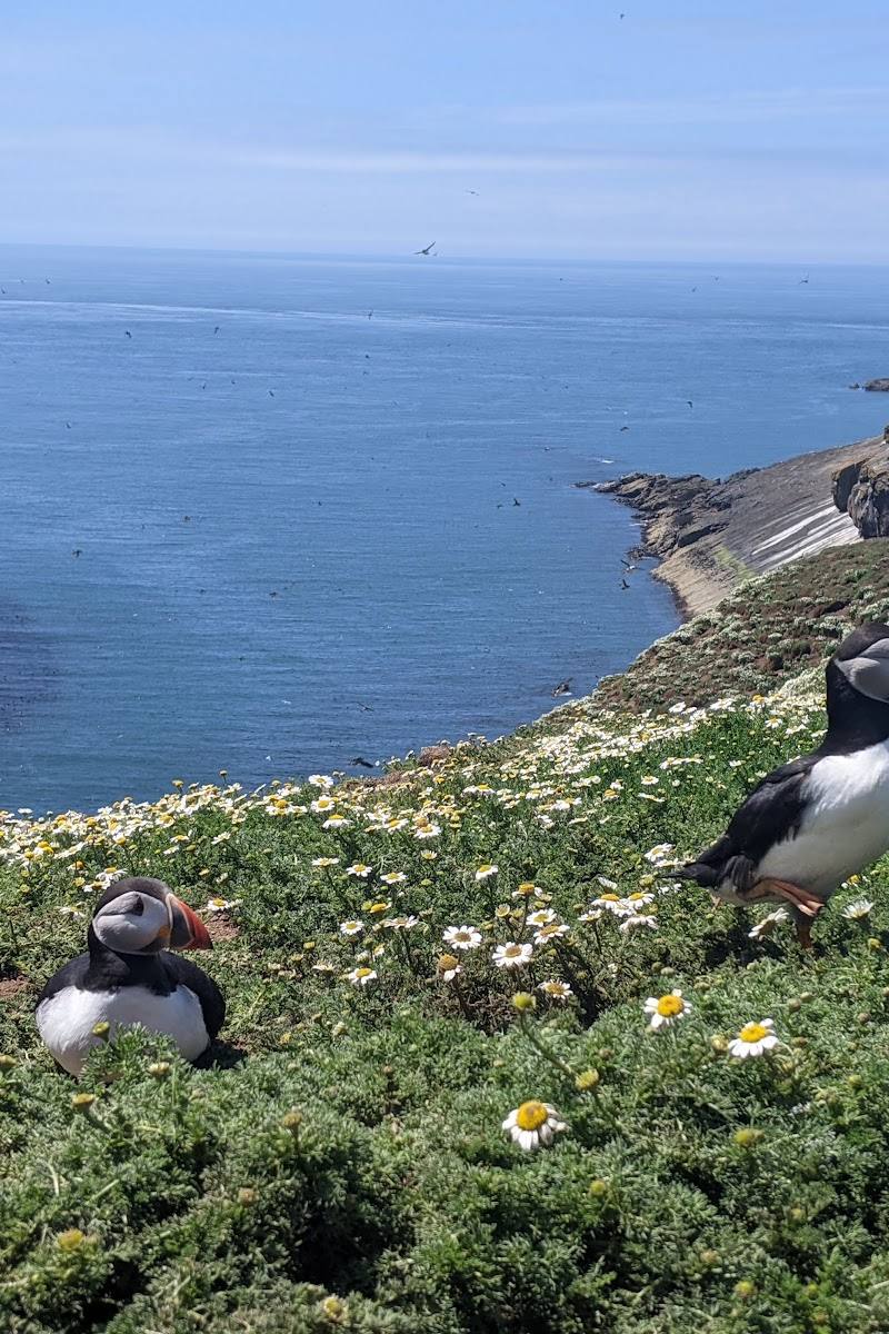 Skomer