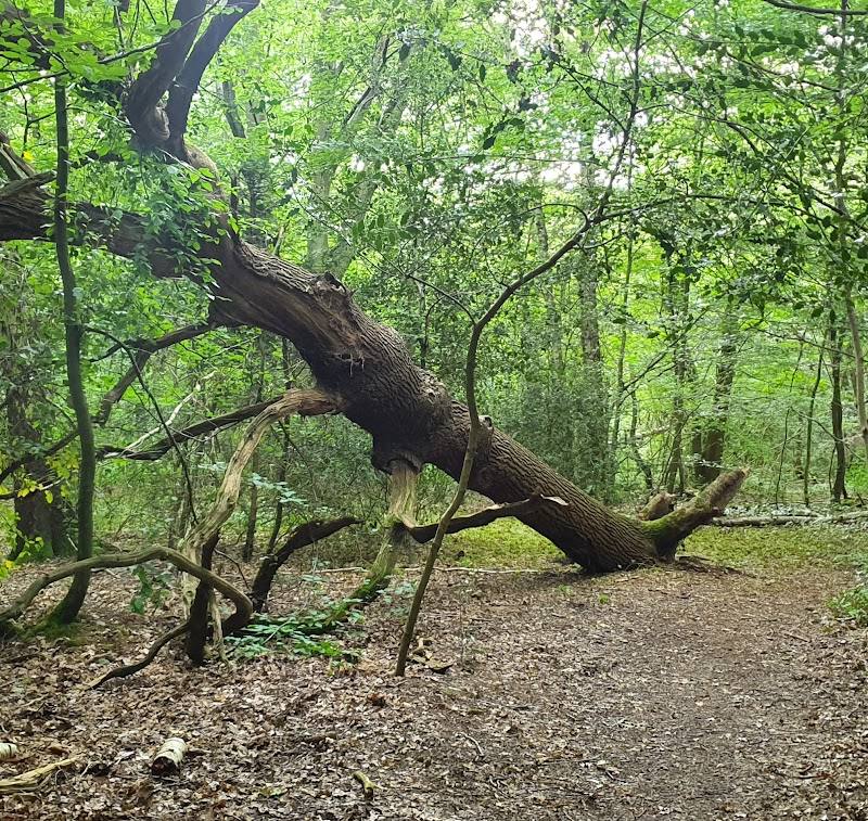 Sparrow Wood & Crofton Heath
