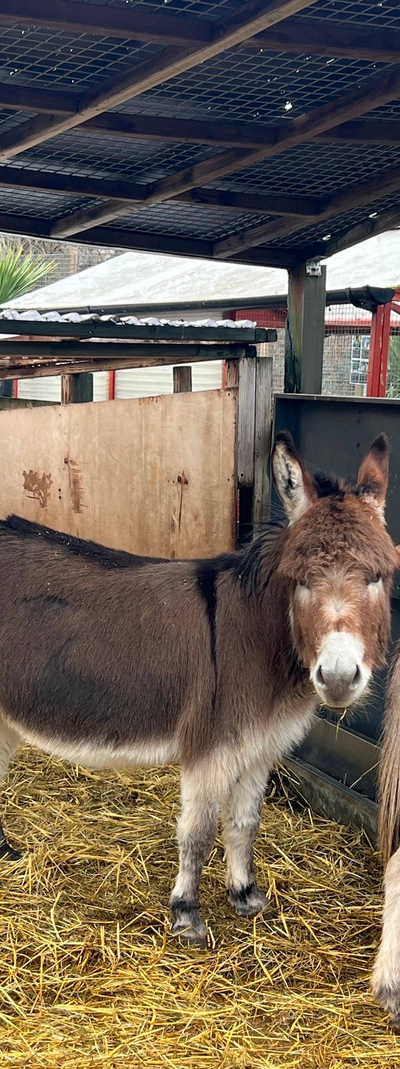 Spitalfields City Farm