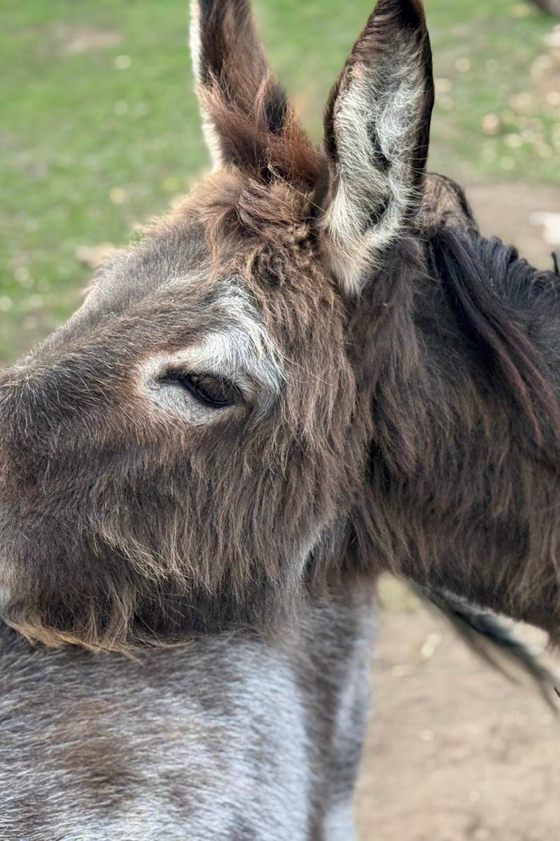 Stepney City Farm