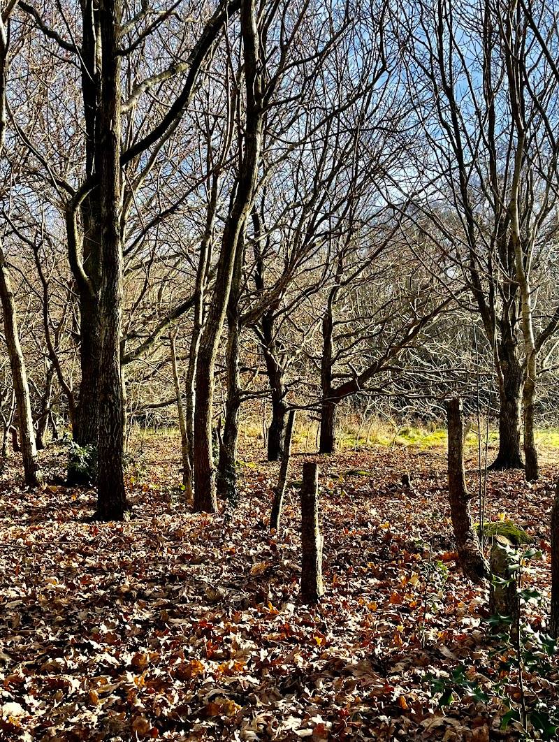 Strouden Wood — Place photograph