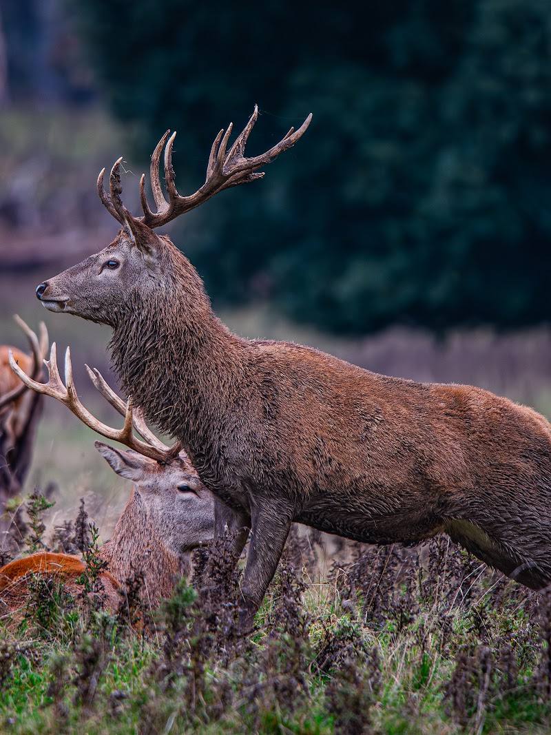 Studley Royal Deer Park — Place photograph