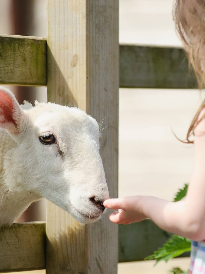 Surrey Docks Farm — Place photograph