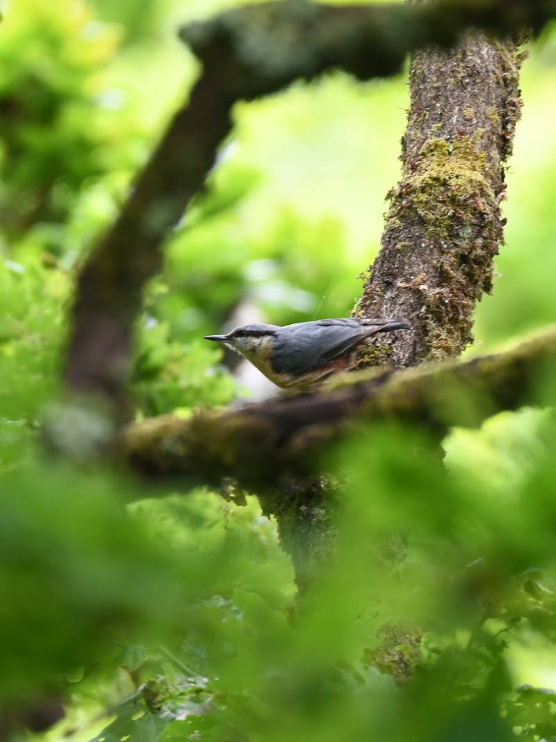 Tŷ Canol National Nature Reserve — Place photograph (3 of 3)