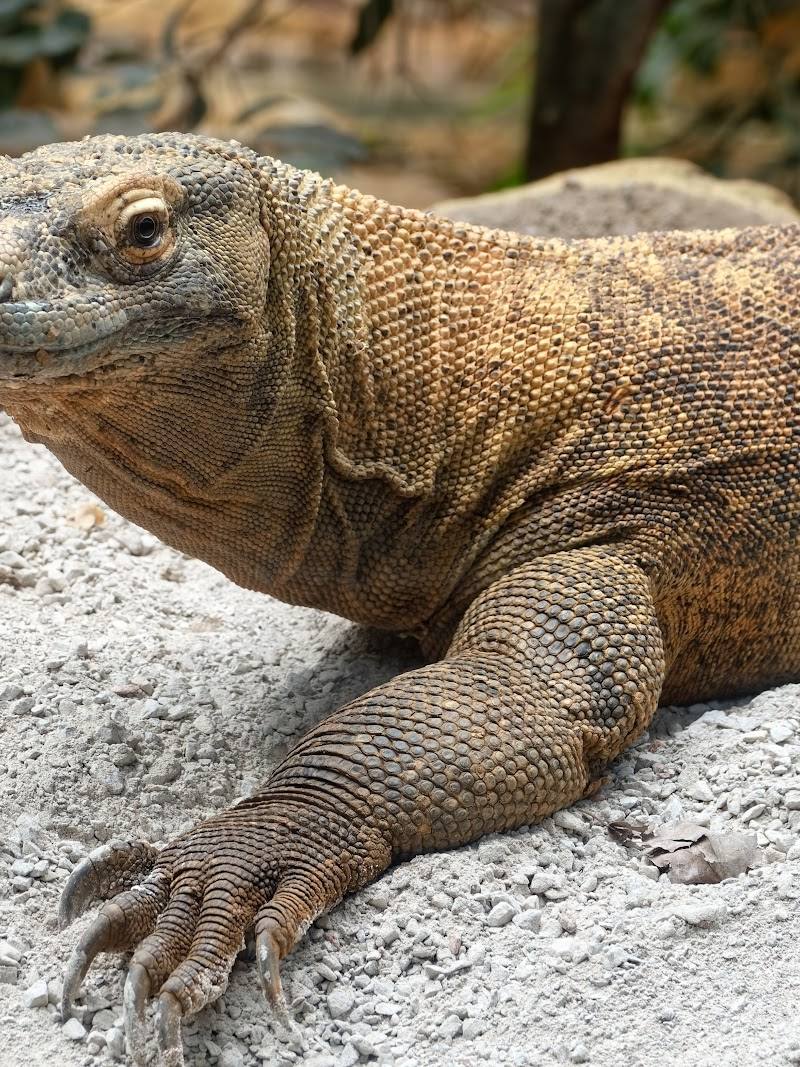 The Attenborough Komodo Dragon House — Source image