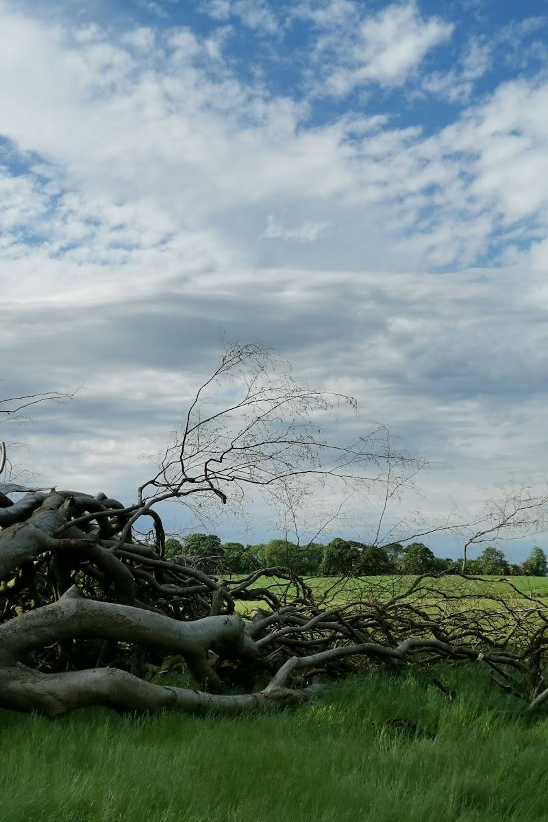 The Dark Hedges