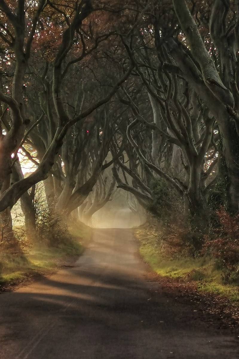 The Dark Hedges — Place photograph