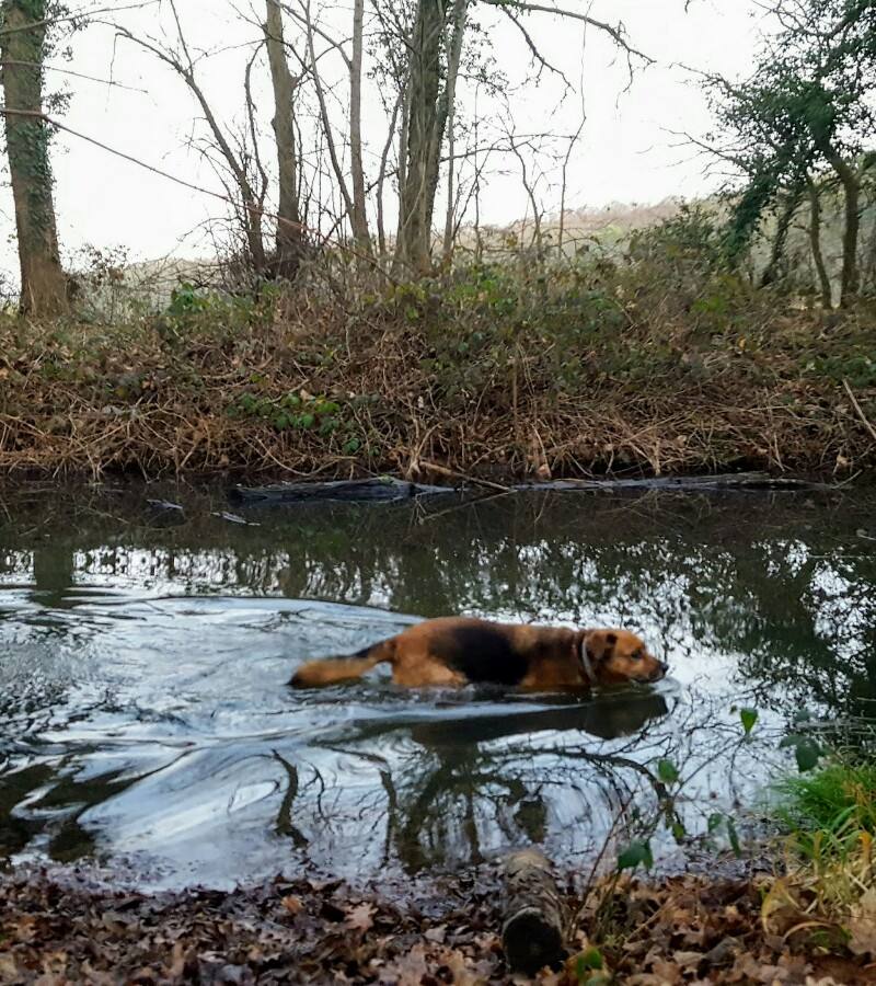 The Forest (Surrey Wildlife Trust) — Source image