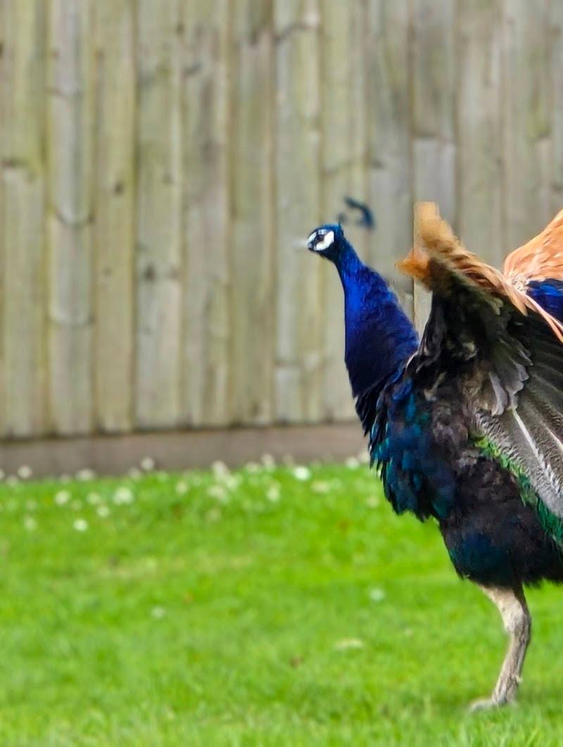The Meadows Wildlife Park