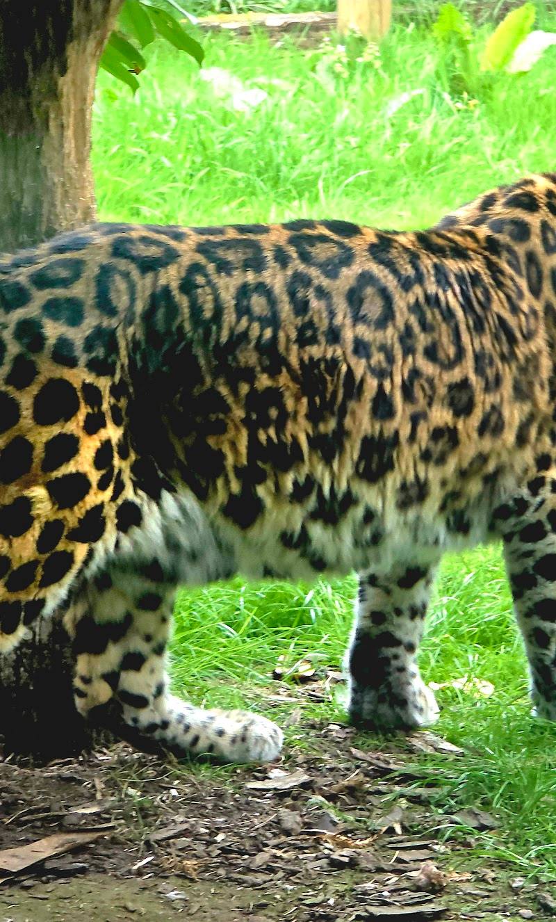 The Nature Reserve at Twycross Zoo — Place photograph