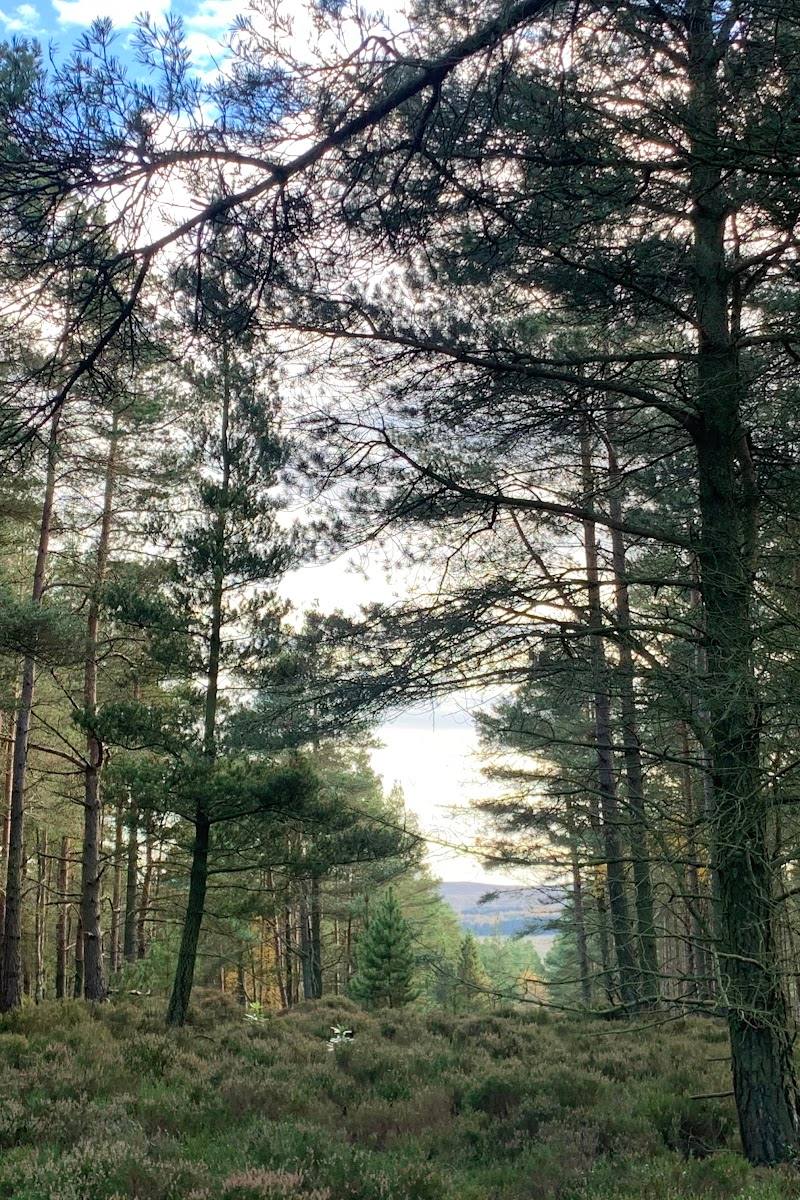 Thrunton Wood
