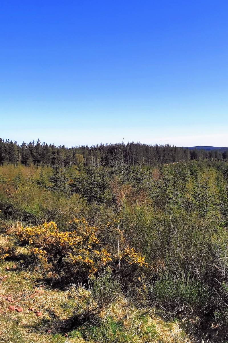 Thrunton Wood — Place photograph