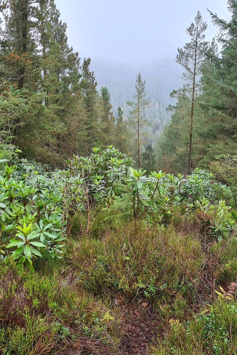 Thrunton Wood