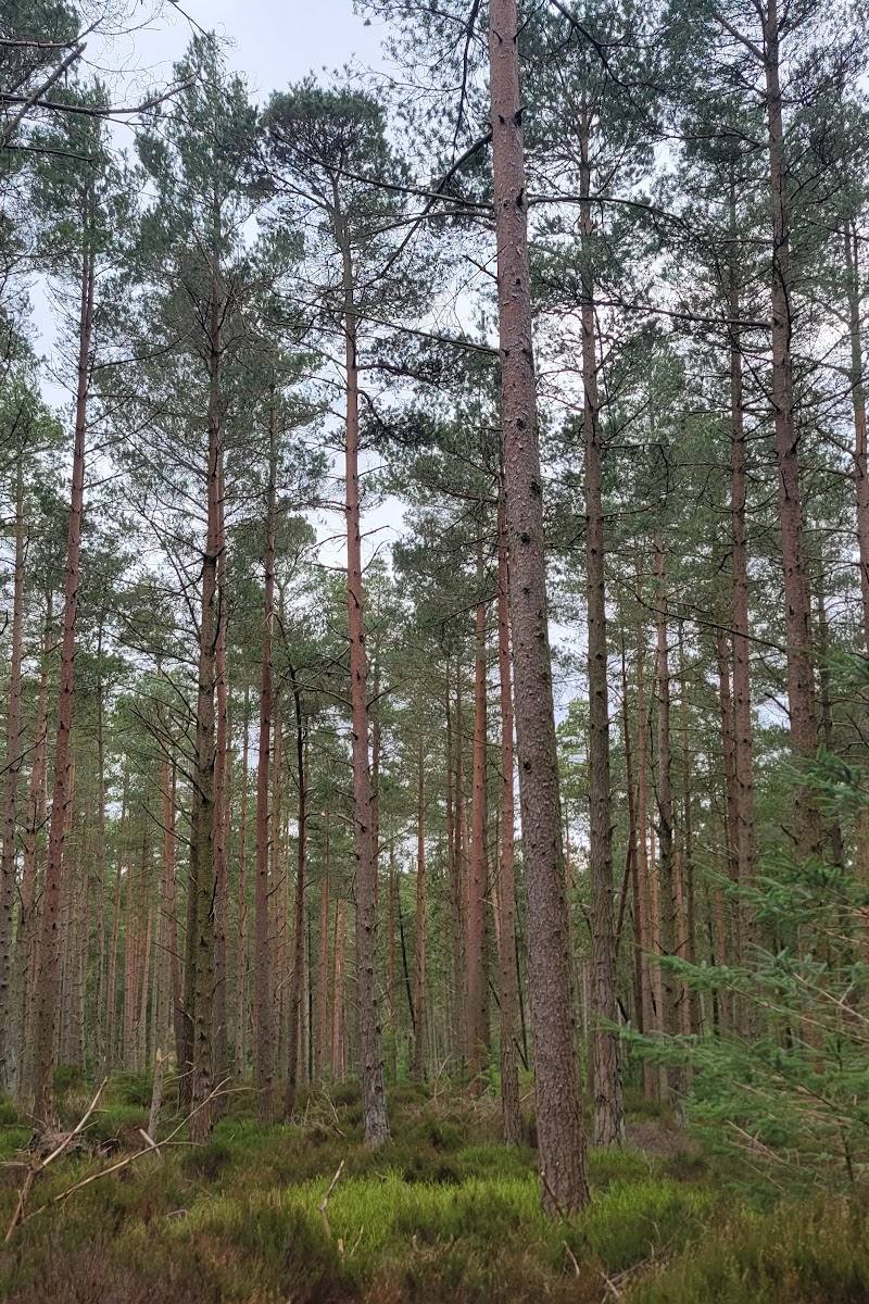 Thrunton Wood — Place photograph