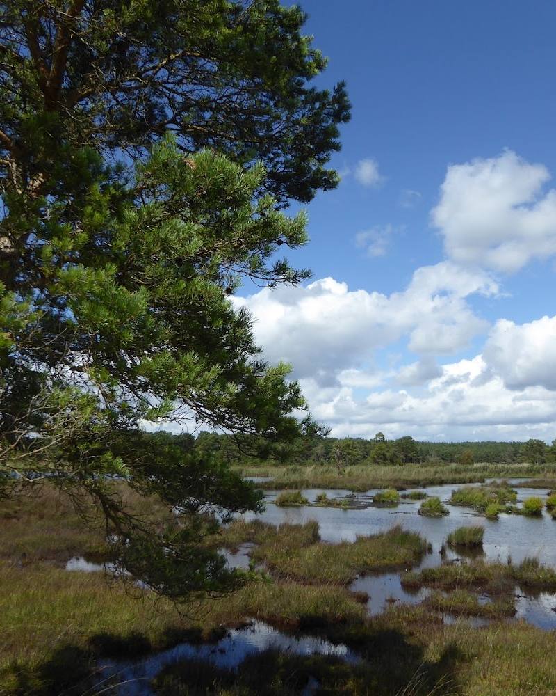 Thursley Common National Nature Reserve — Source image