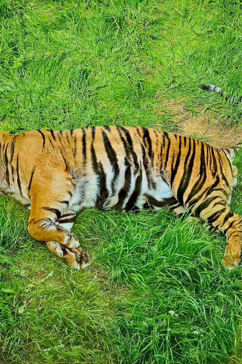 Tiger Territory — Place photograph