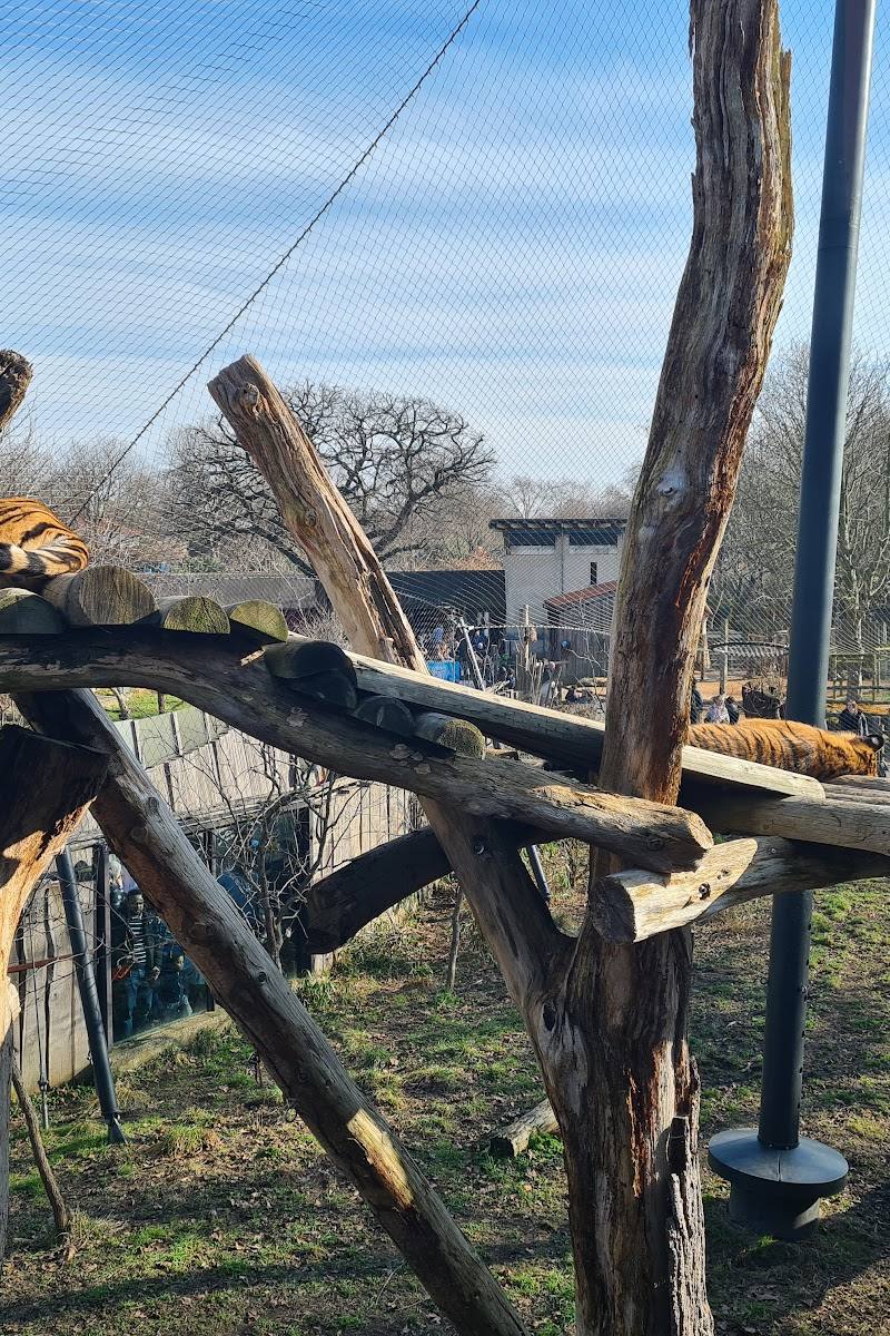 Tiger Territory — Place photograph (2 of 3)