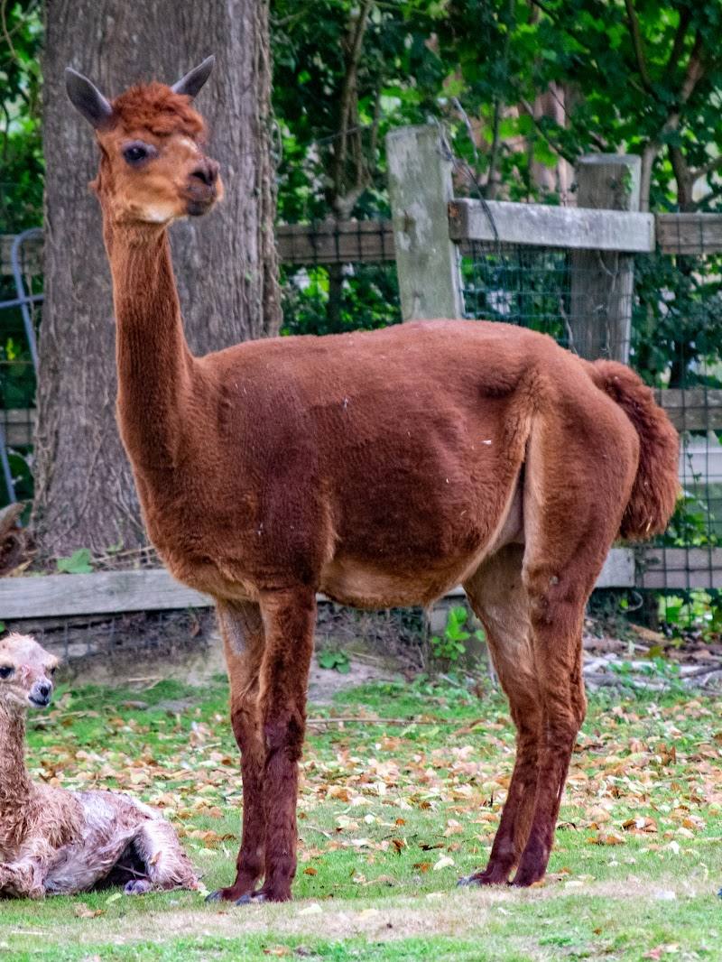 Tilgate Zoo — Place photograph (3 of 3)