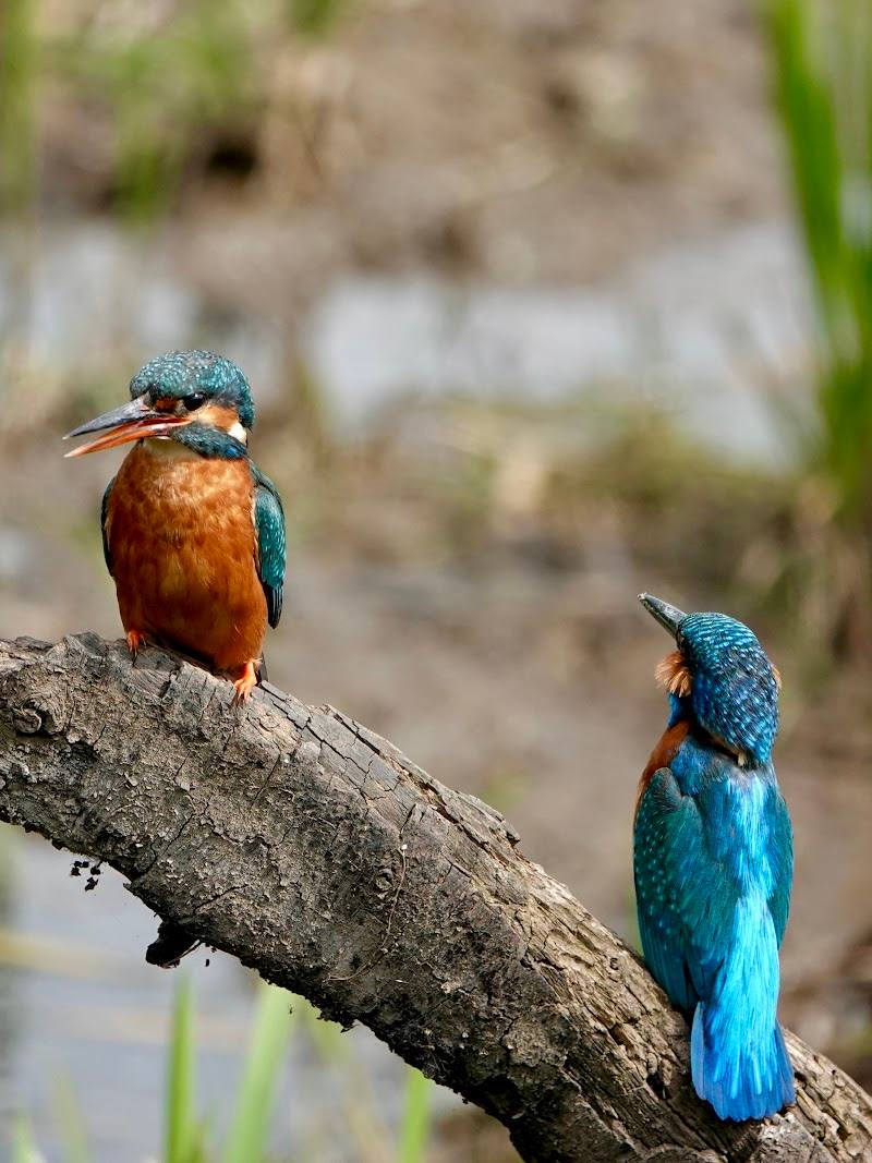 Tophill Low Nature Reserve