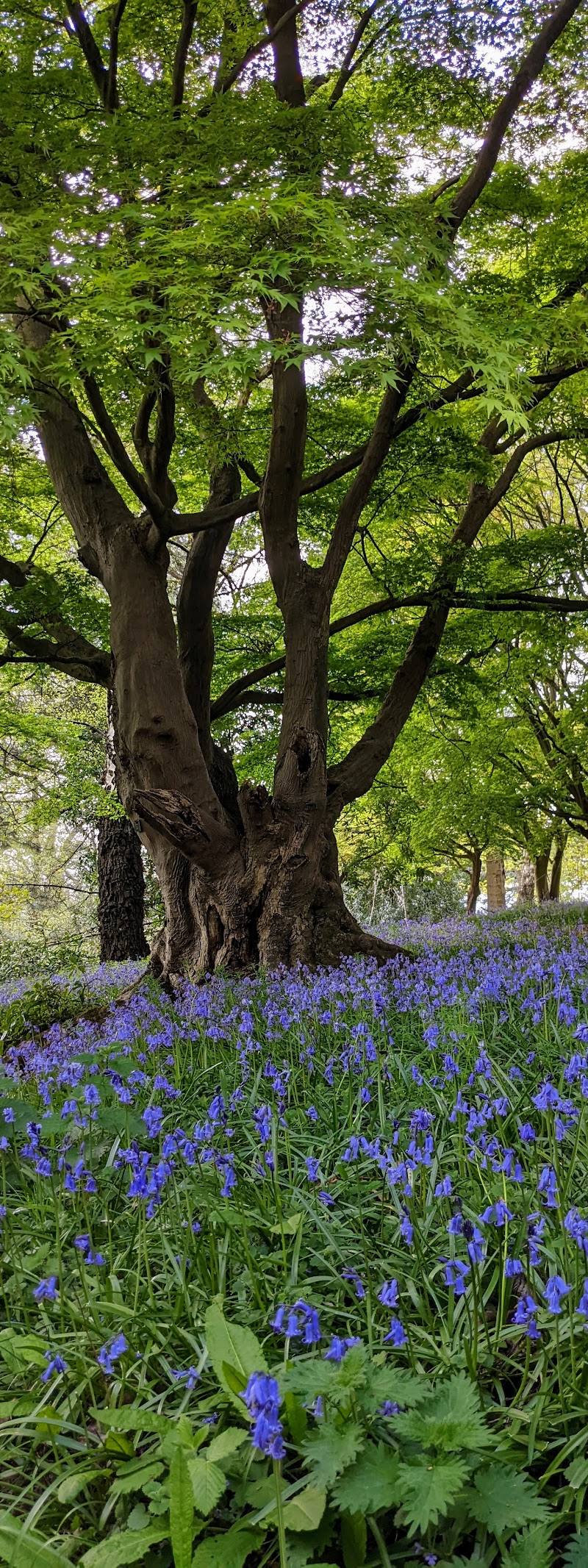 Tortworth Forest Centre & Arboretum