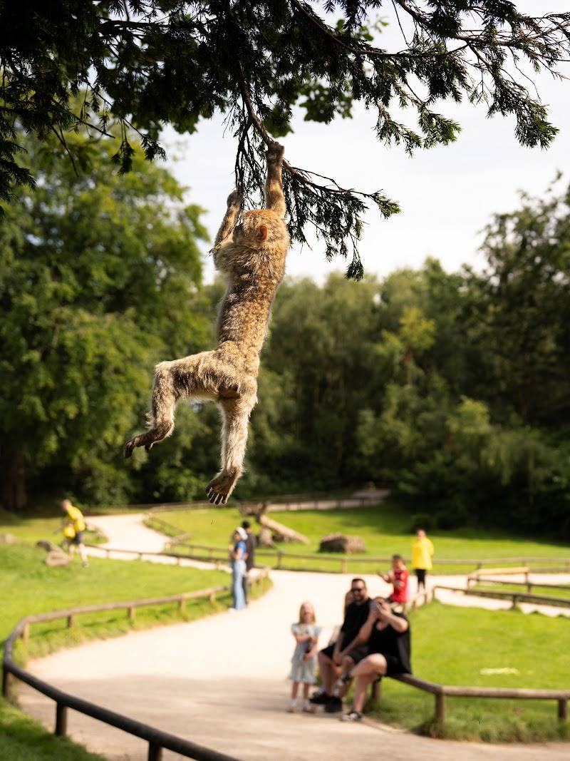Trentham Monkey Forest — Place photograph