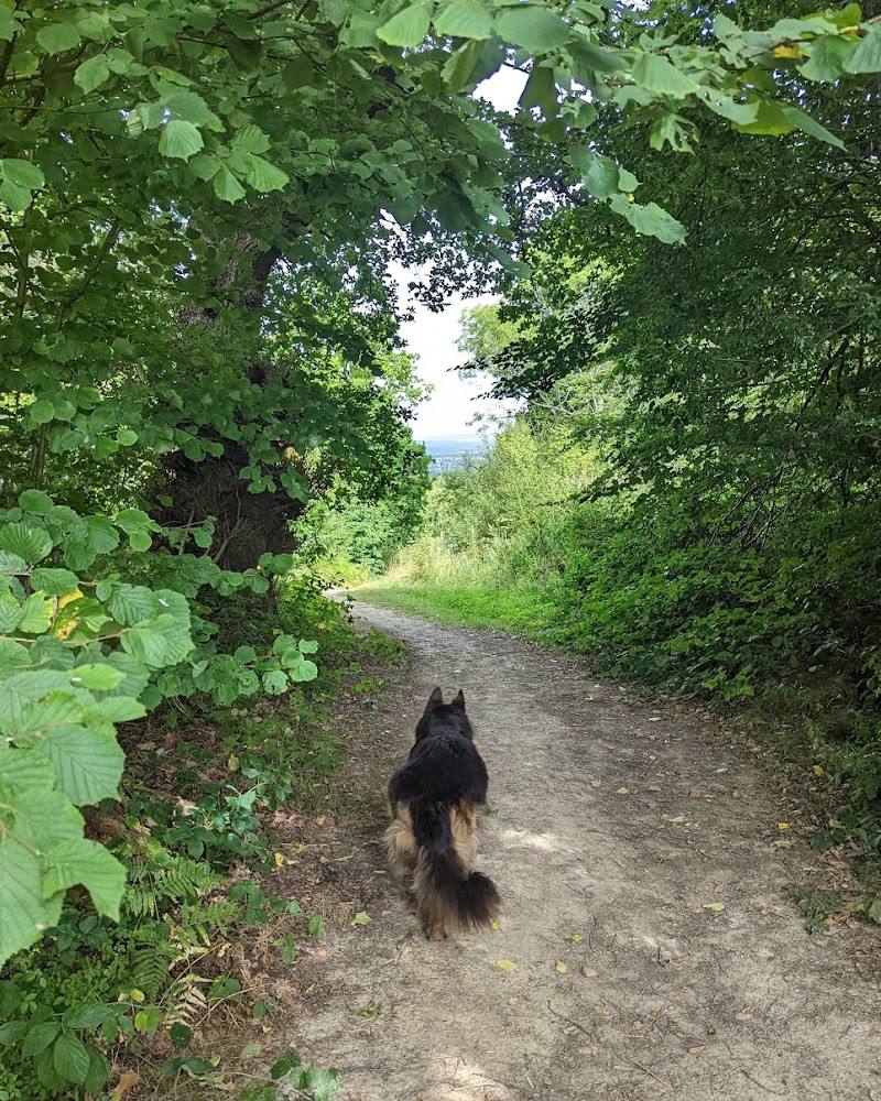 Tudeley Woods — Source image