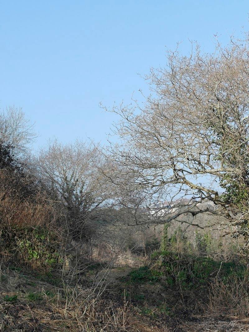 Tulgey Woods Sanctuary CIC — Place photograph