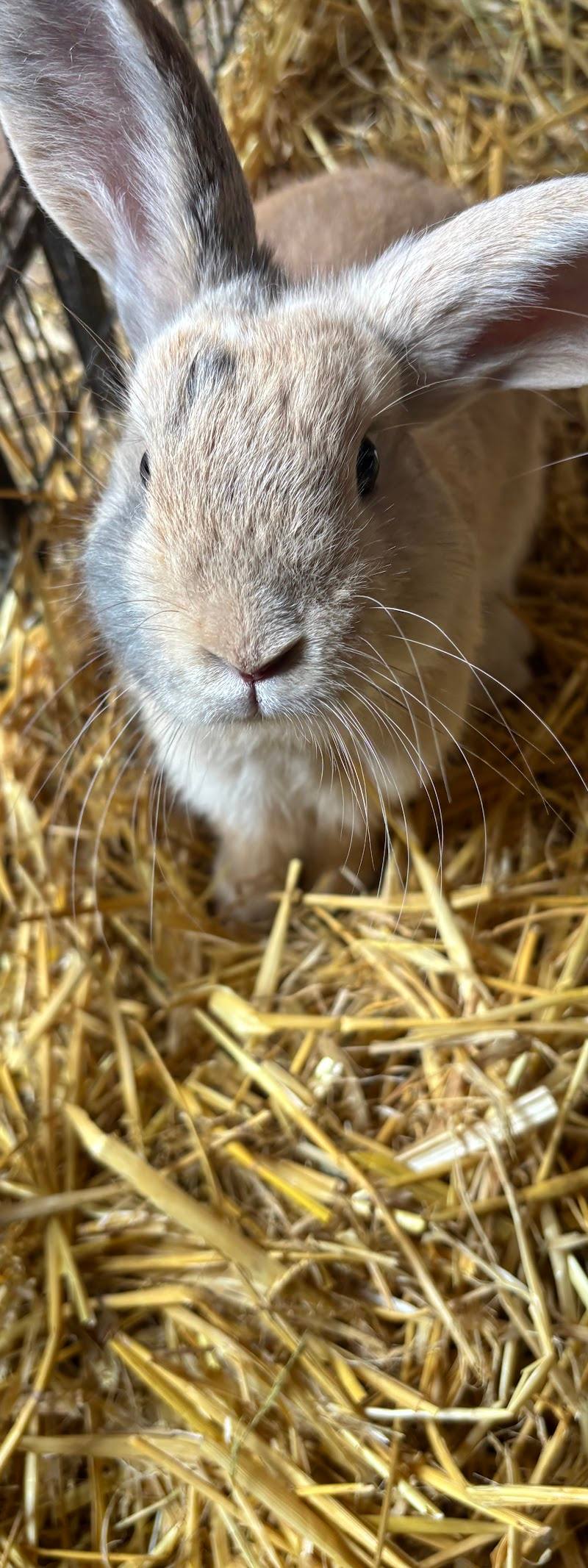 Twinnies Petting Farm — Place photograph (3 of 3)