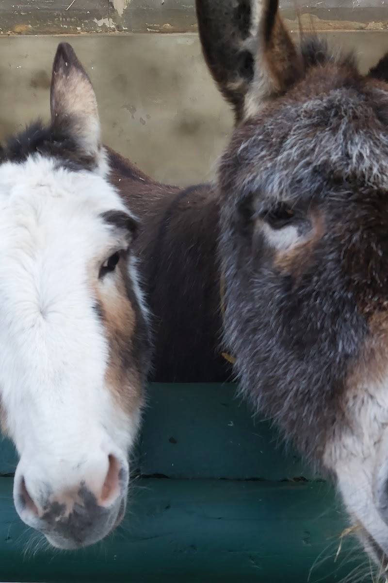 Vauxhall City Farm