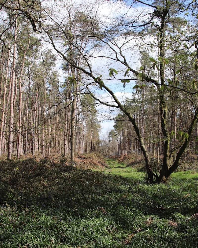 Wain Wood — Source image