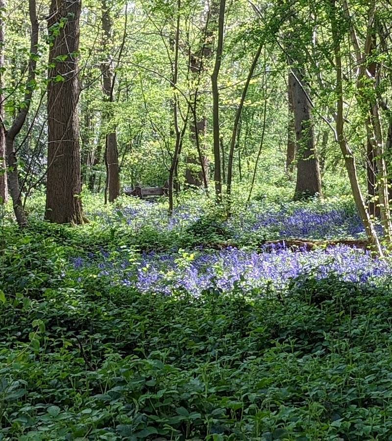 Well Wood — Source image